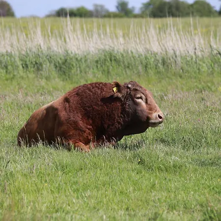 Bengta Appartement Aventoft