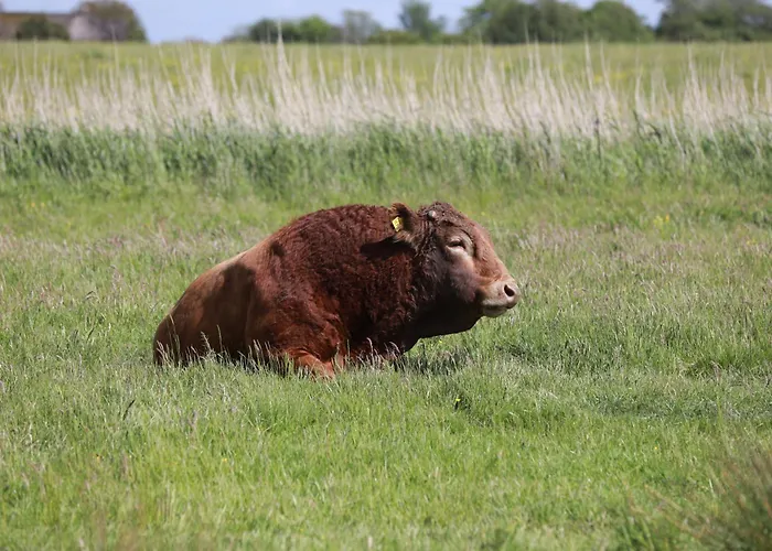 Bengta Appartement Aventoft