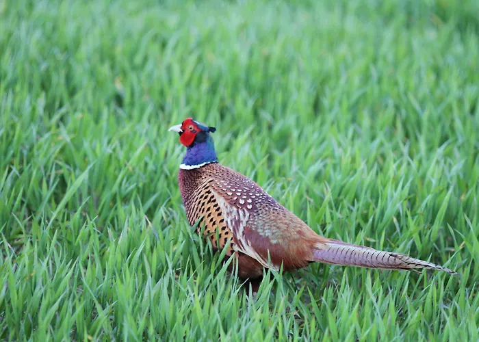 Appartement Bengta Aventoft